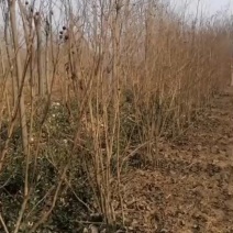 1米冠幅的丛生紫薇
