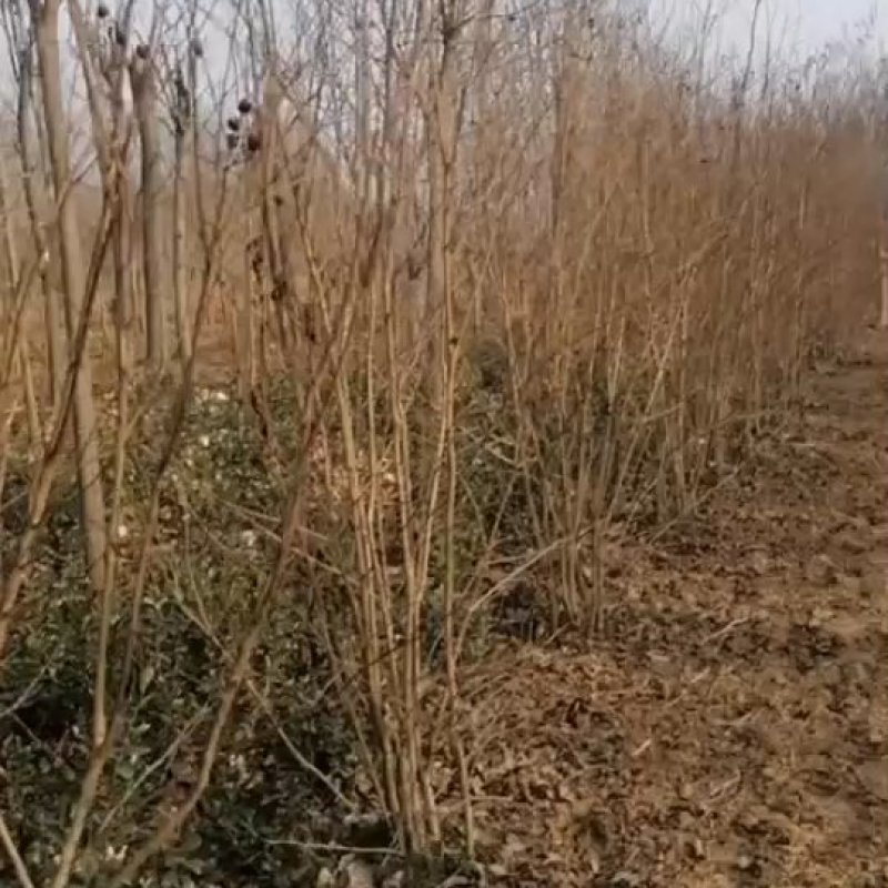 1米冠幅的丛生紫薇