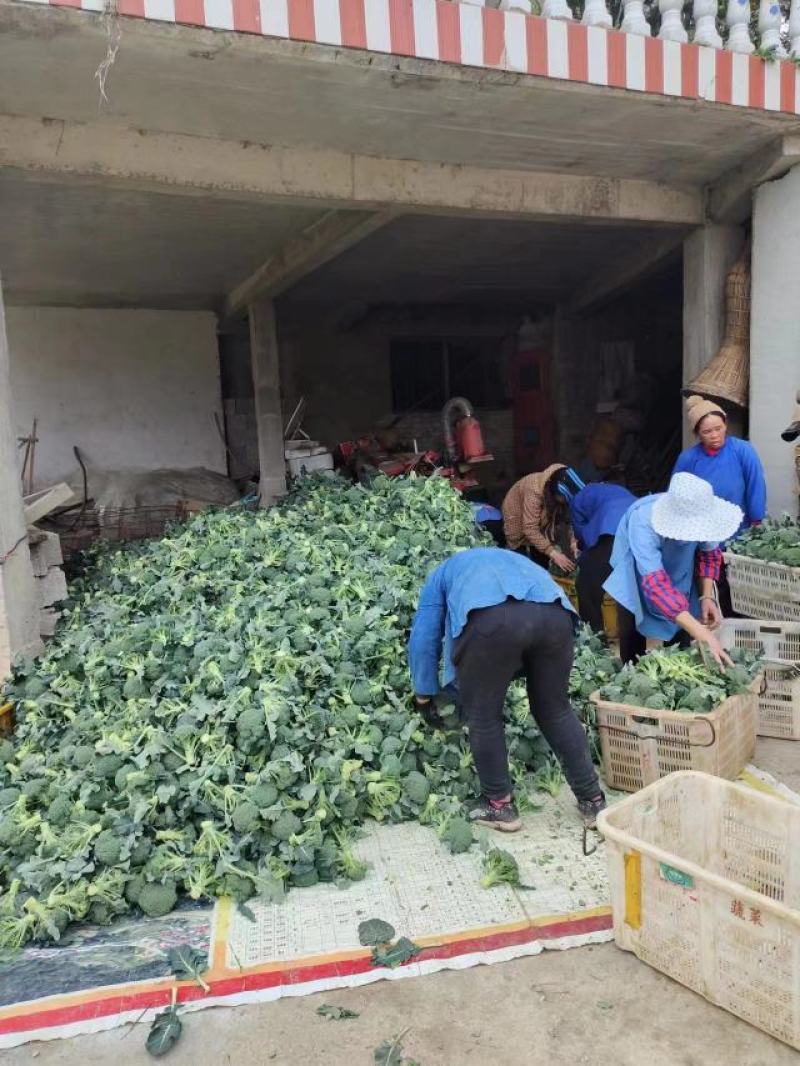 西兰花大量供应、产地直销、质量保证、支持各种包装欢迎采购