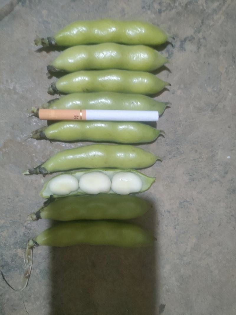 本地精品蚕豆，少量上市，品质保证，诚信经营