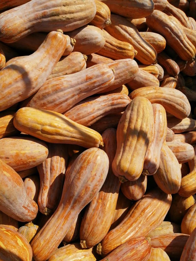 金韩蜜本南瓜全黄全粉老南瓜面糯甜南瓜食堂南瓜次品养殖南瓜