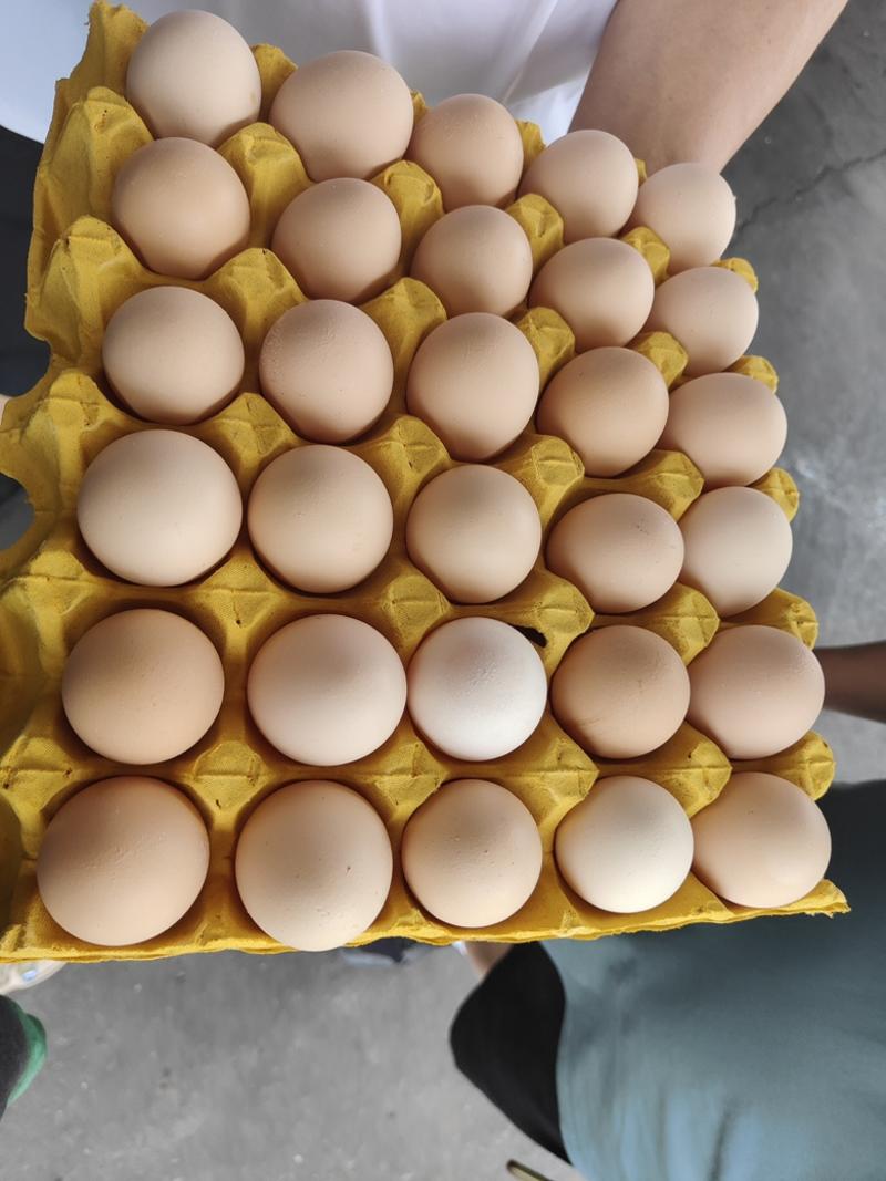 电商专用旅游专用小码蛋粉蛋鸡场全国发货