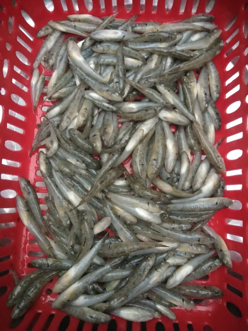 小黄鱼，山坑鱼，黄古鱼，牛尾巴鱼，桂鱼，