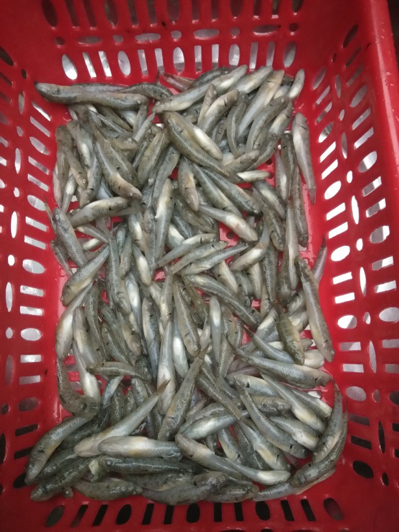 小黄鱼，山坑鱼，黄古鱼，牛尾巴鱼，桂鱼，