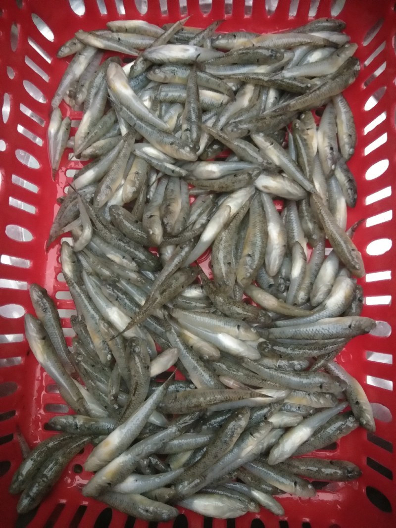 小黄鱼，山坑鱼，黄古鱼，牛尾巴鱼，桂鱼，
