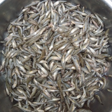 小黄鱼，山坑鱼，黄古鱼，牛尾巴鱼，桂鱼，