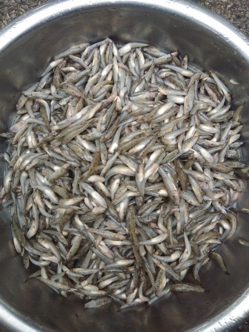 小黄鱼，山坑鱼，黄古鱼，牛尾巴鱼，桂鱼，