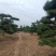 3米高的造型松