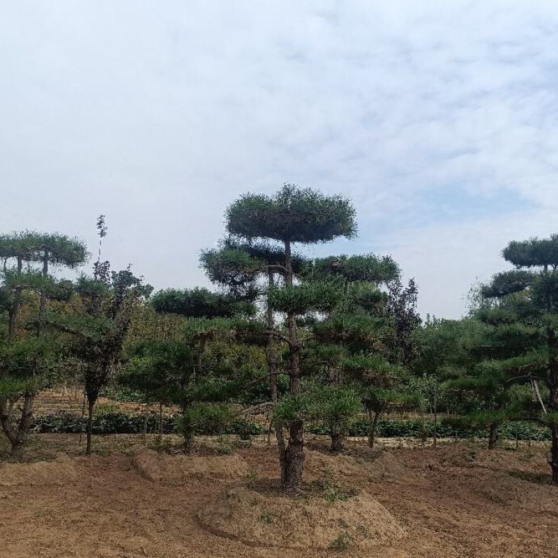 3米高的造型松