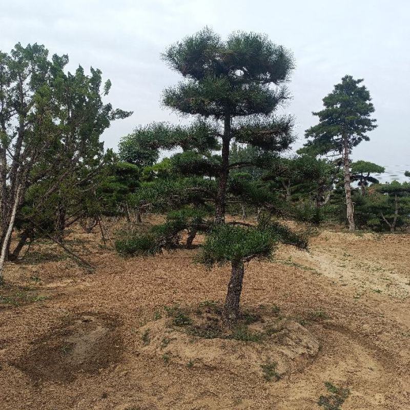 3米高的造型松