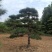 3米高的造型松