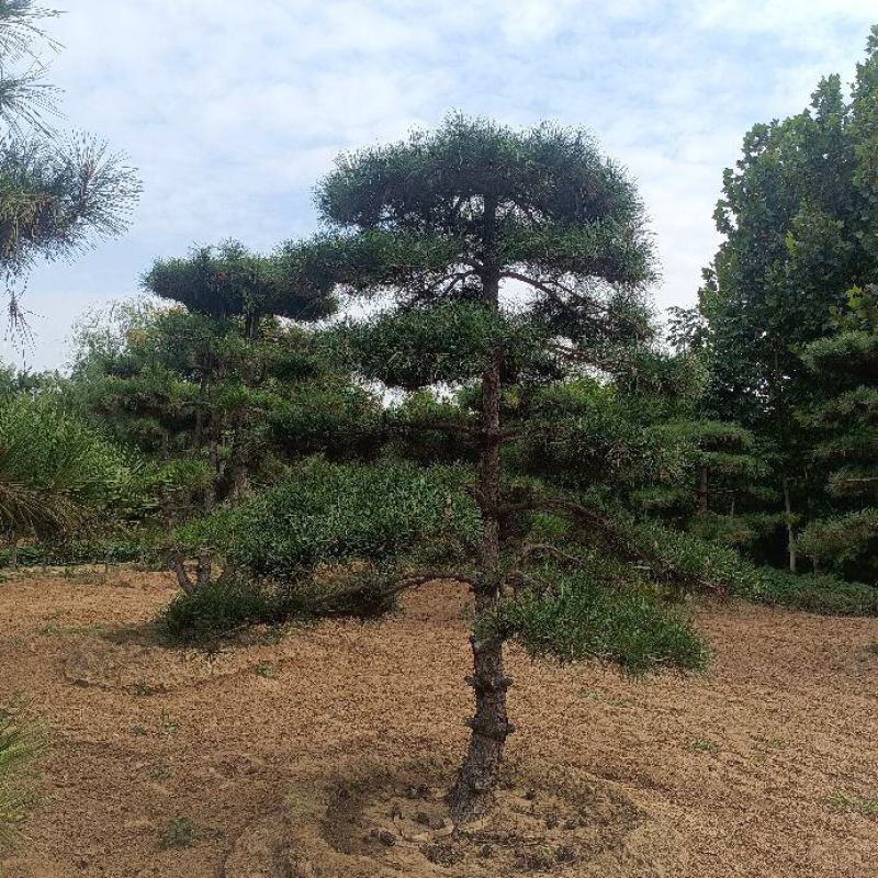 3米高的造型松