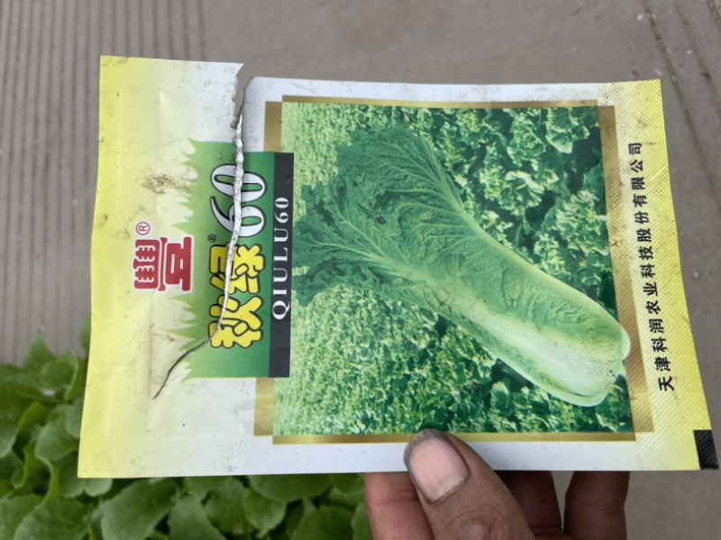 云南优选嘛叶青苗，品种秋绿60和津青60.欢迎询问与采购