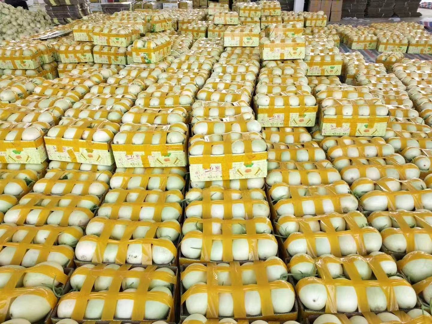 翠梨甜瓜在水果市场中整齐陈列,吸引顾客选购 翠梨甜瓜在市场中陈列销售