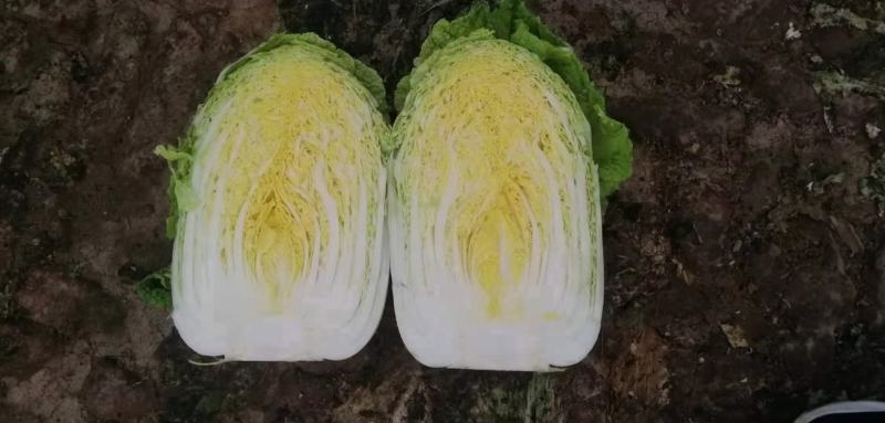 春美早春黄心白菜种子早熟炮弹型高抗病毒病霜霉病