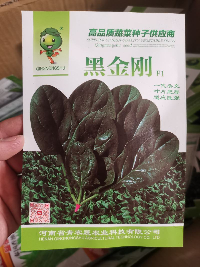 250克装半直大黑圆叶耐寒菠菜种叶片厚实高抗霜霉病品质好