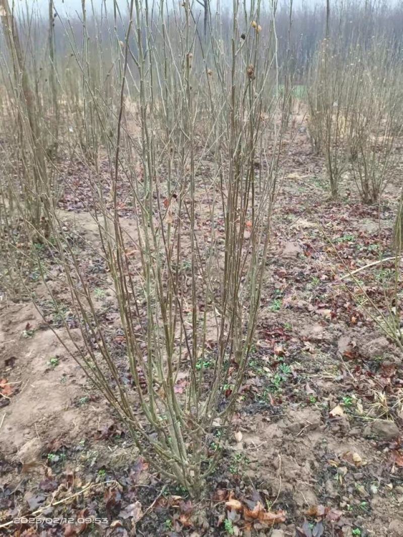 一米冠幅的丛生木槿