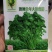 畅销安瑟米澳洲波尔耐热香菜种子耐抽苔耐干旱产量高生长迅速