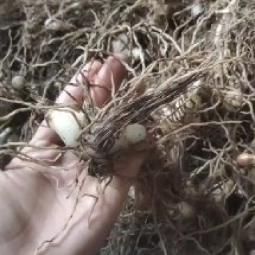 紫花三叉大白芨鲜品通货