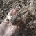 紫花三叉大白芨鲜品通货