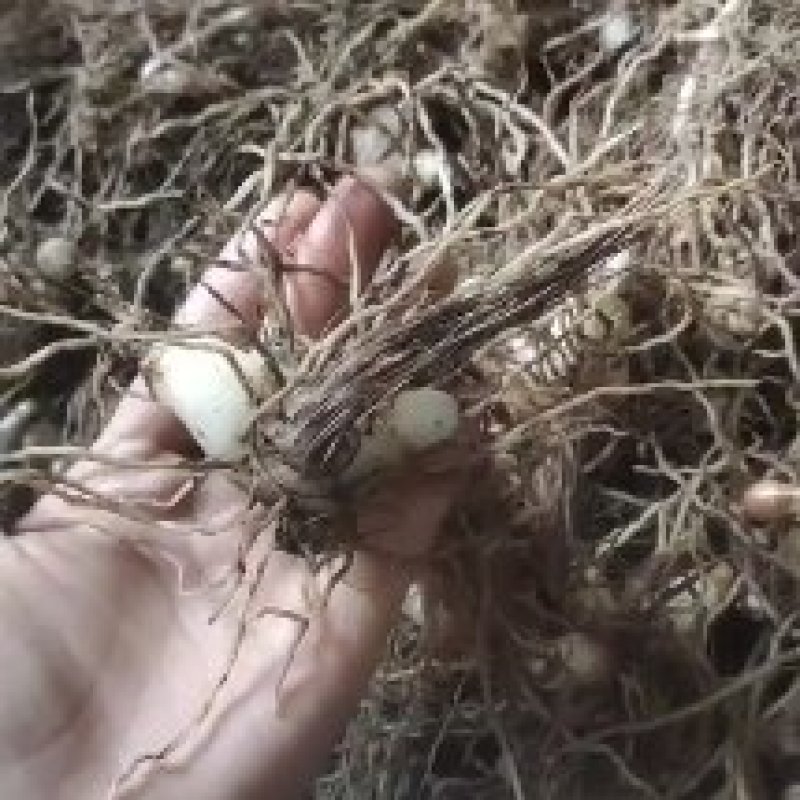 紫花三叉大白芨鲜品通货