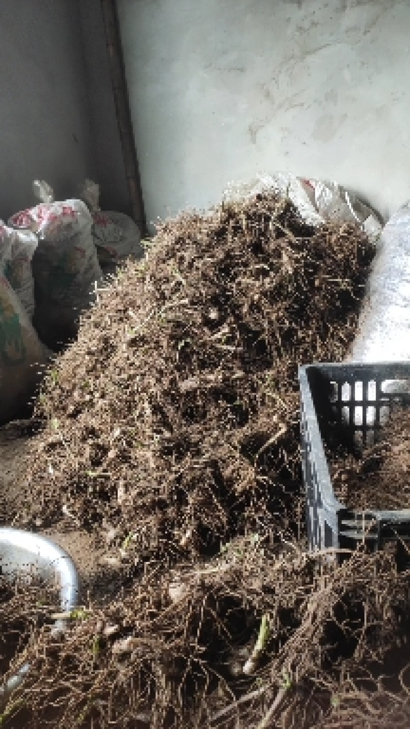紫花三叉大白芨鲜品通货