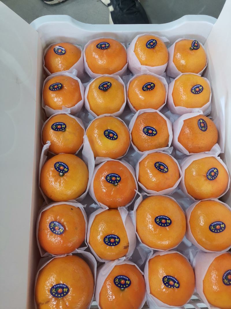 【优选】沃柑品质保证对货发全国欢迎联系