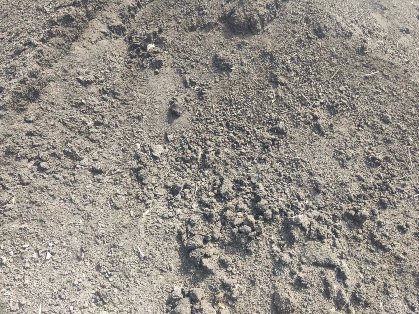 秋季黄昏时分,农户在库尔勒某标准化香梨园中使用机械开挖施肥沟,沟内可见深褐色腐熟羊粪与土壤混合填充,工人正将硫酸钾颗粒均匀撒入沟中,远处拖拉机牵引着覆土设备准备回填,体现规模化果园机械化施肥流程 库尔勒香梨秋季基肥沟施作业现场