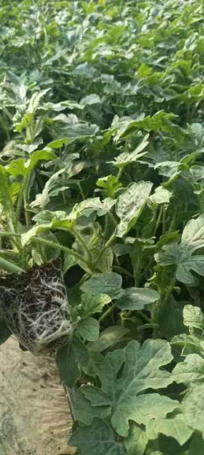 西瓜苗大量现货京欣西瓜苗脱毒基地直供视频看货