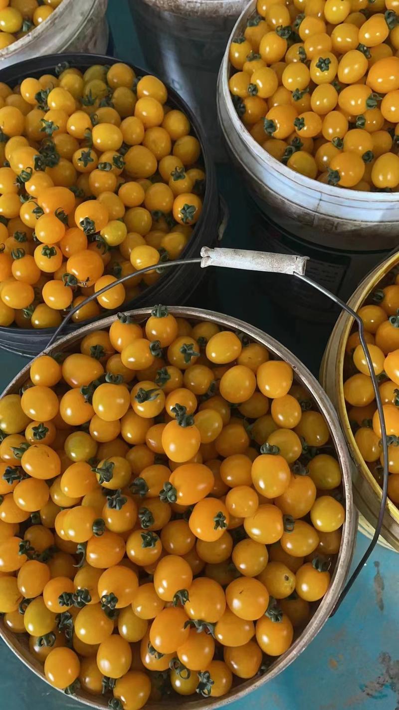 【一手货源】全国发货山东迷恋阳光黄色小番茄圣女果均可供应