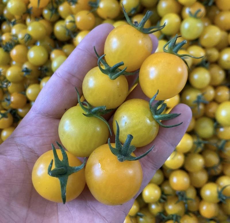 【一手货源】全国发货山东迷恋阳光黄色小番茄圣女果均可供应