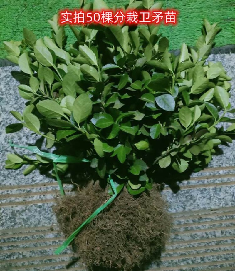 卫矛工地绿化公路工程绿化冬青70厘米高