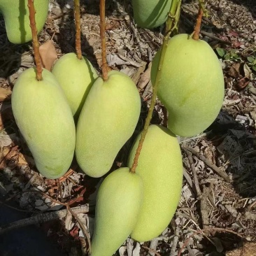 小台芒
