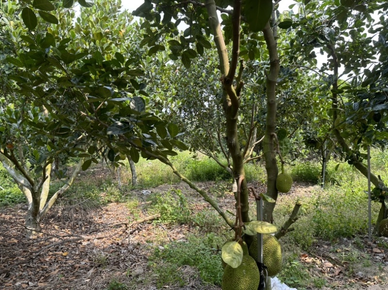 红肉菠萝蜜广东泰8菠萝蜜红肉菠萝蜜基地大量供应
