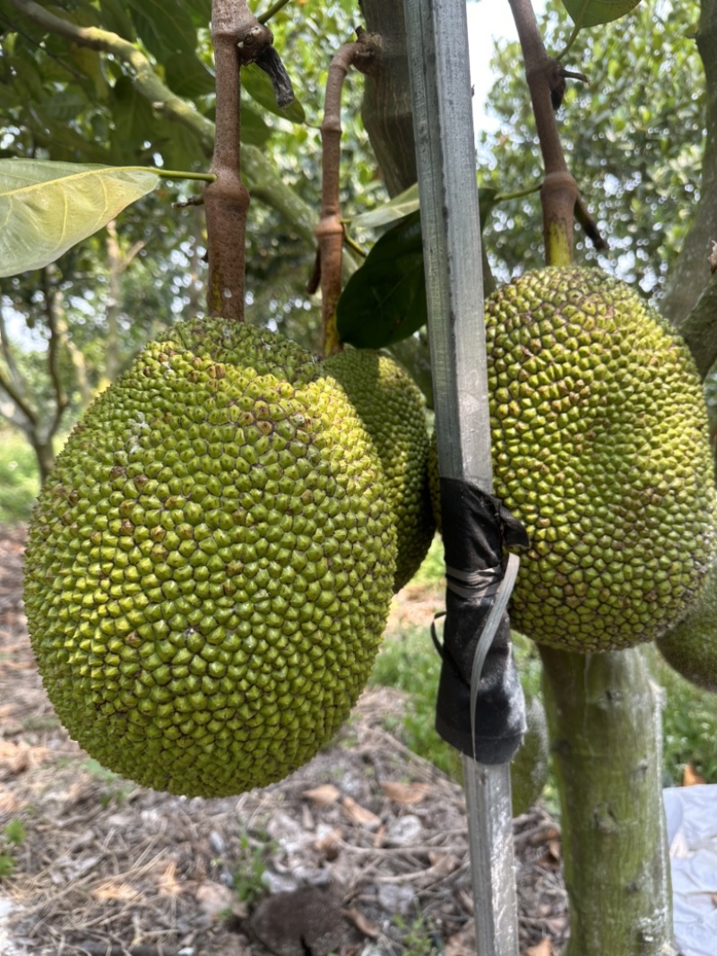 红肉菠萝蜜广东泰8菠萝蜜红肉菠萝蜜基地大量供应