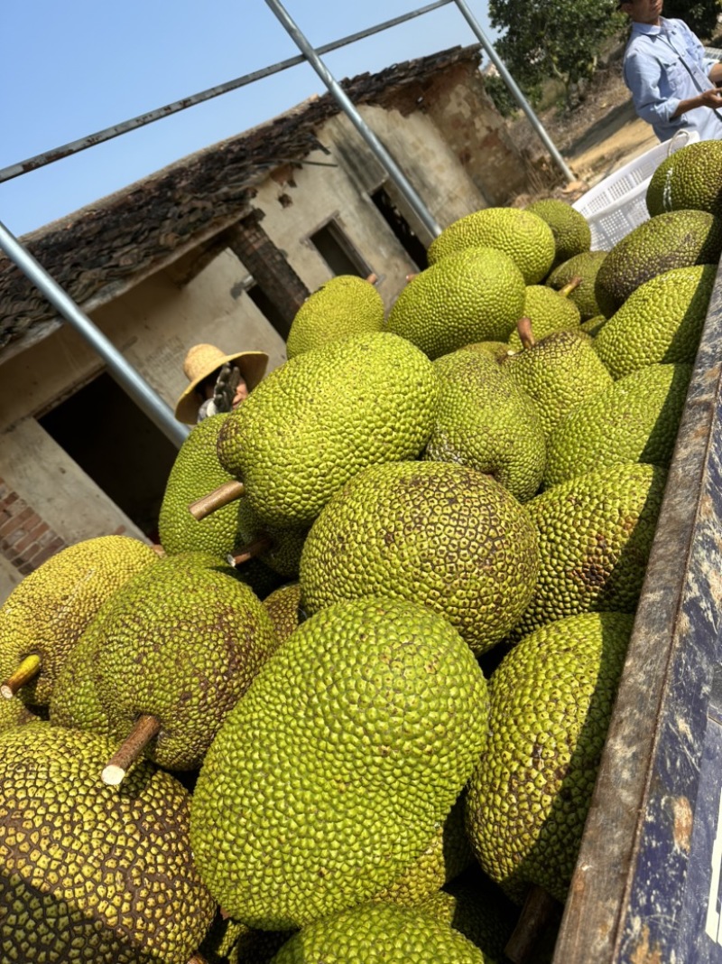 红肉菠萝蜜广东泰8菠萝蜜红肉菠萝蜜基地大量供应