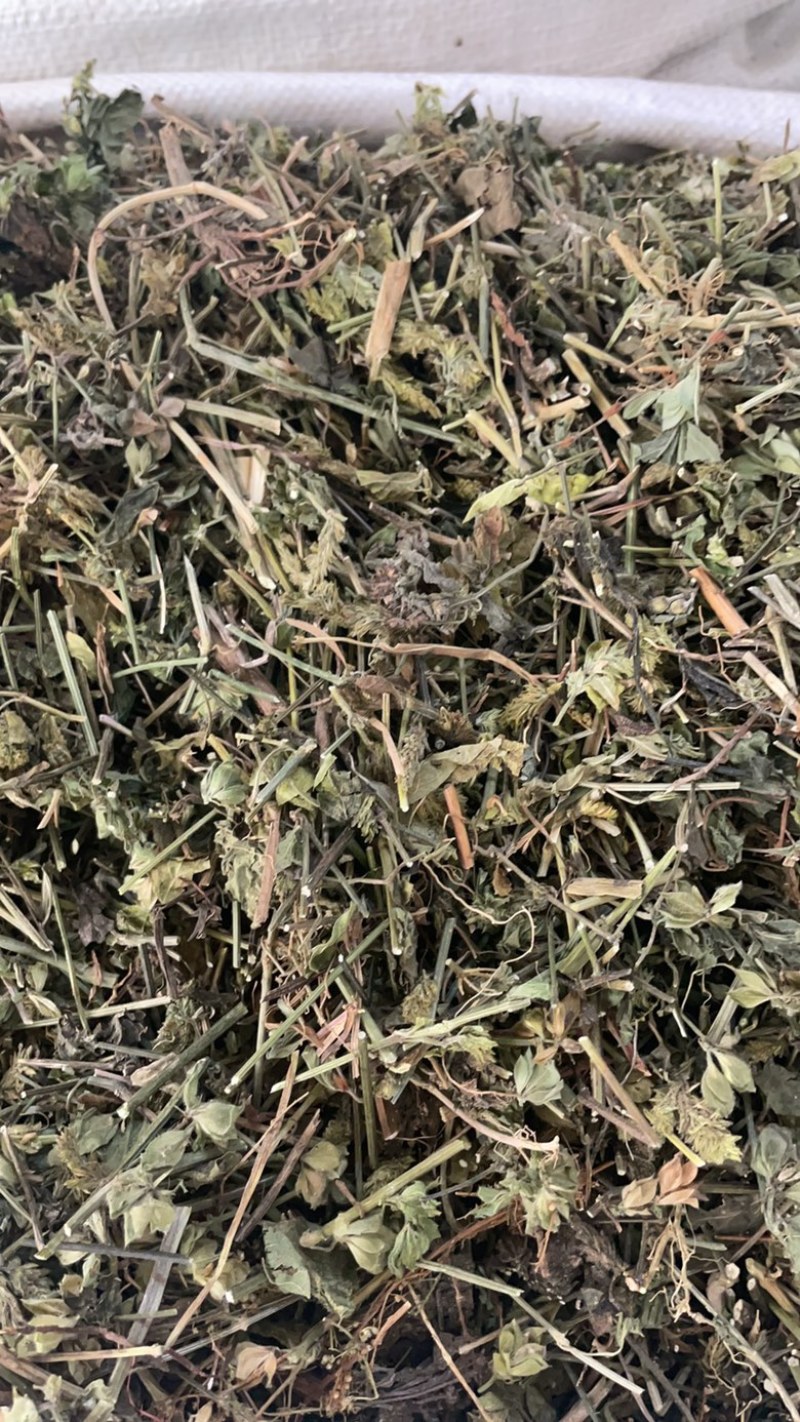 狗肝菜批发零售中药材一斤起发量大从优一件代发