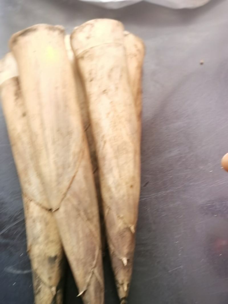 三月笋