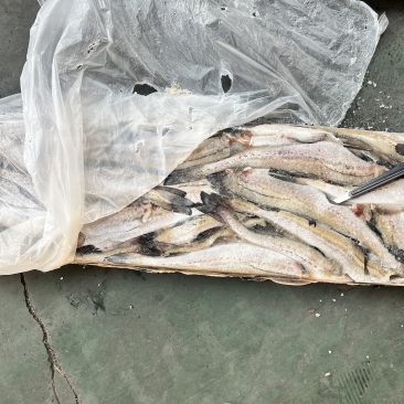 狭鳕鱼明太鱼鳕鱼原料去头去脏量大可议