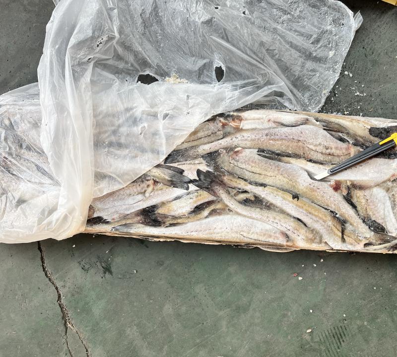 狭鳕鱼明太鱼鳕鱼原料去头去脏量大可议
