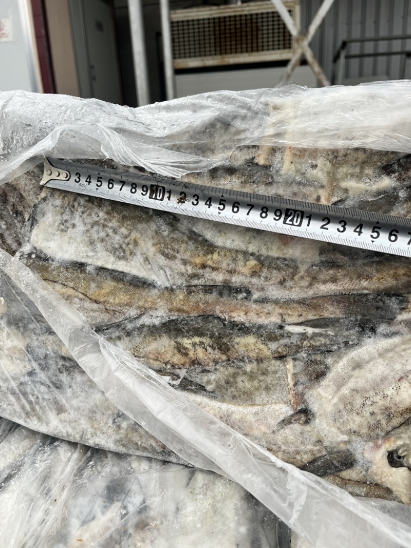 狭鳕鱼明太鱼鳕鱼原料去头去脏量大可议