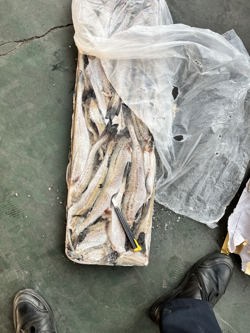狭鳕鱼明太鱼鳕鱼原料去头去脏量大可议