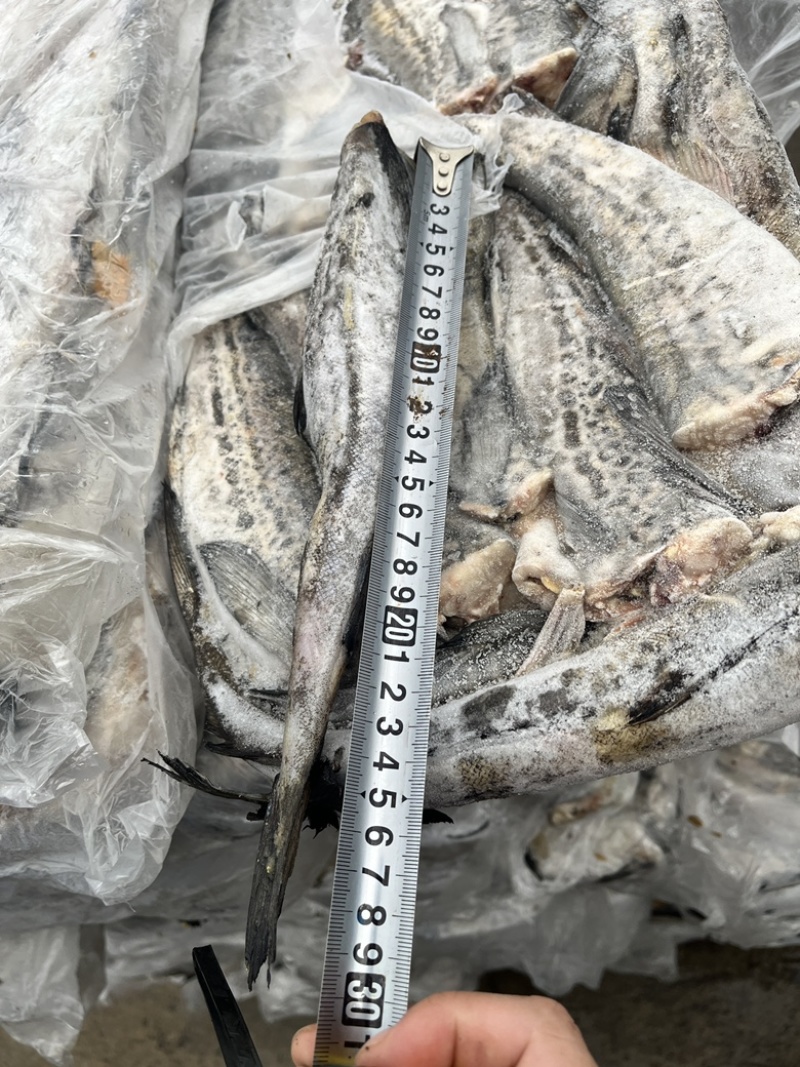 狭鳕鱼明太鱼鳕鱼原料去头去脏量大可议