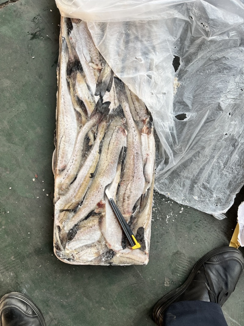狭鳕鱼明太鱼鳕鱼原料去头去脏量大可议