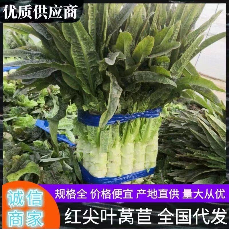 精品红叶莴笋光杆莴笋不空心产地直发代发全国备货快可打捆有设备