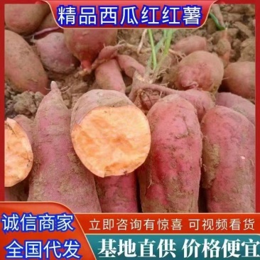 开封精品龙九红薯各种规格货源充足诚信经营一手货源大小都有便宜