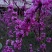 紫荆花苗【紫荆花又叫满条红，春季开放，非常漂亮】