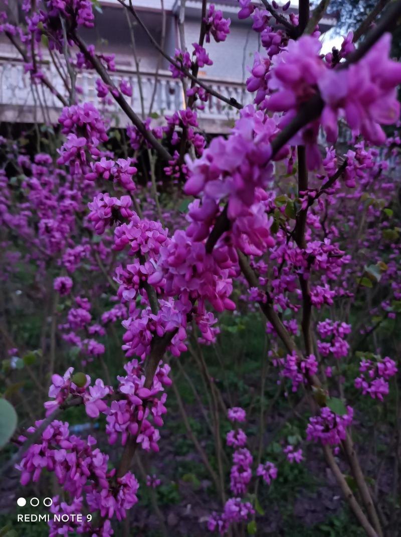 紫荆花苗【紫荆花又叫满条红，春季开放，非常漂亮】