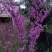 紫荆花苗【紫荆花又叫满条红，春季开放，非常漂亮】