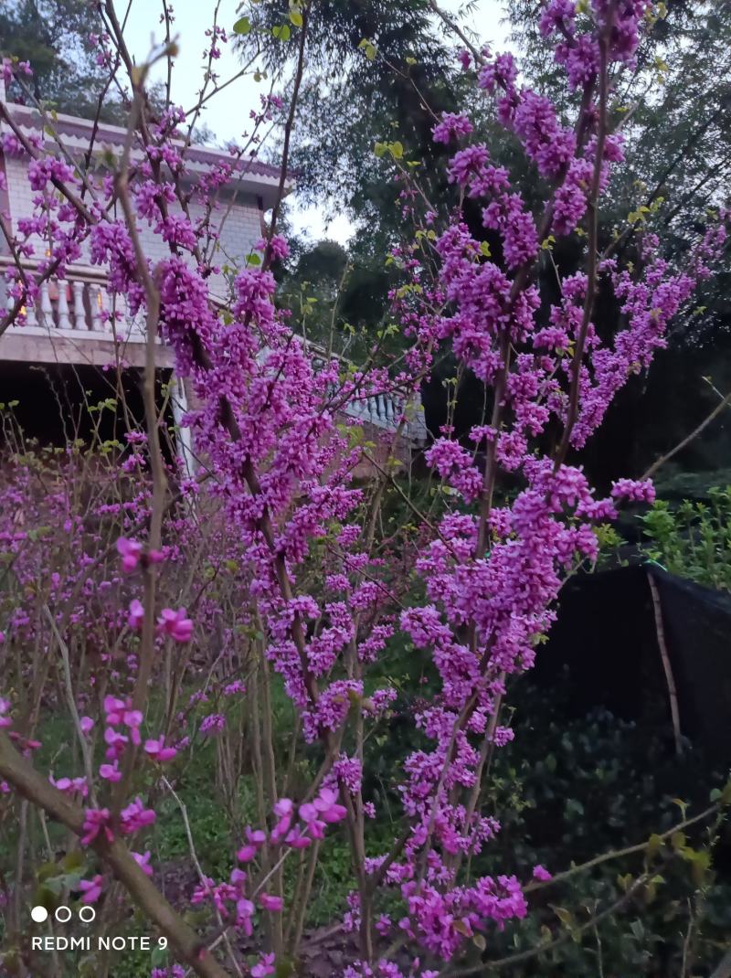 紫荆花苗【紫荆花又叫满条红，春季开放，非常漂亮】